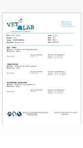 Claudia -  ciclo de quimioterapia do gatinho guerreiro