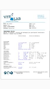  ciclo de quimioterapia do gatinho guerreiro
