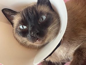 Abaeté/MG -  ciclo de quimioterapia do gatinho guerreiro