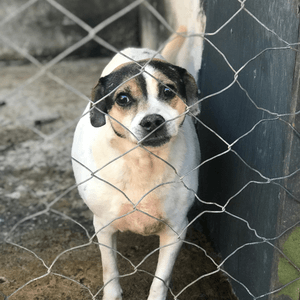 Goiânia/GO - Apadrinhamento - Abrigo dos Animais Refugados