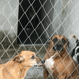 Abrigo dos Animais Refugados - Apadrinhamento - Abrigo dos Animais Refugados