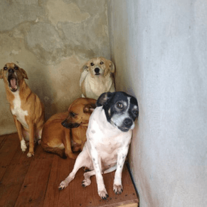 Animais - Apadrinhamento - Abrigo dos Animais Refugados