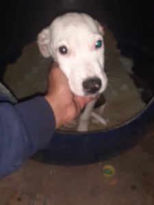 Financiamento Coletivo - Ajudar os animais