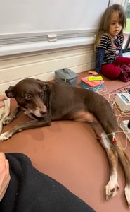 Saúde e Emergências - Vaquinha para Ressonância da Kira