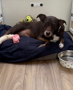 Vaquinha Online - Vaquinha para Ressonância da Kira