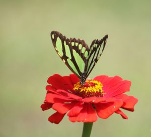 PRÉ-VENDA COLETIVA DO LIVRO "VISCONDE DE MAUÁ, UMA LEMBRANÇA FOTOGRÁFICA". imagem 8