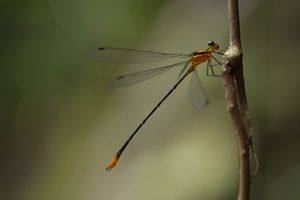 PRÉ-VENDA COLETIVA DO LIVRO "VISCONDE DE MAUÁ, UMA LEMBRANÇA FOTOGRÁFICA".