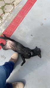 Vaquinha Online - Ajude quem ajudou a Pretinha - cadela de rua