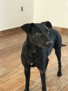 Vaquinha - Ajude quem ajudou a Pretinha - cadela de rua