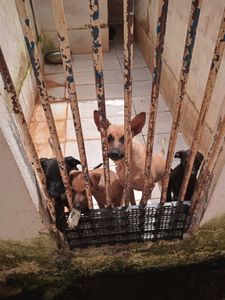 SOCPAM - JULICÃO/2024 - arrecadação para prêmios do bingo da SOCPAM 