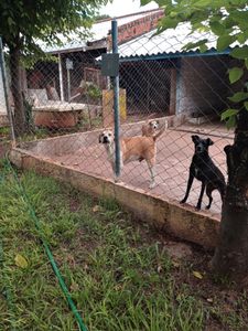 Maringá/PR - JULICÃO/2024 - arrecadação para prêmios do bingo da SOCPAM 