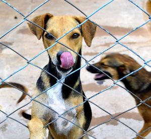 Animais - JULICÃO/2024 - arrecadação para prêmios do bingo da SOCPAM 