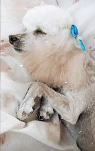 Animais - Cirurgia para salvar os olhos e a vida de Branca