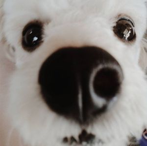 Vaquinha Online - Cirurgia para salvar os olhos e a vida de Branca