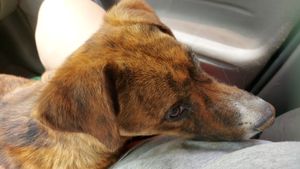 Animais - Ajude a Estrela 