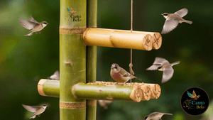 Projeto: CANTO BELO - Projeto: CANTO BELO