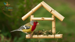 Projeto: CANTO BELO imagem 8