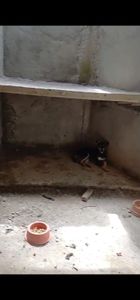 Sou Amigo da Grata Pata! imagem 9