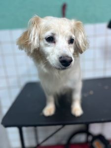 Associação Grata Pata - Sou Amigo da Grata Pata!