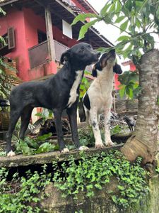 Sou Amigo da Grata Pata! imagem 7