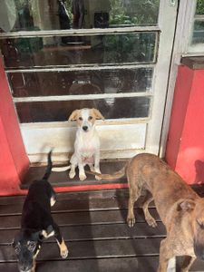 Sou Amigo da Grata Pata! imagem 8