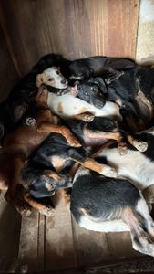 Sou Amigo da Grata Pata!