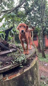São Paulo/SP - Sou Amigo da Grata Pata!