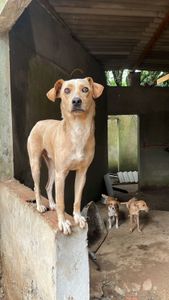 Vaquinha Online - Sou Amigo da Grata Pata!