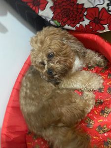 Vaquinha Online - Tratamento do Caramelo