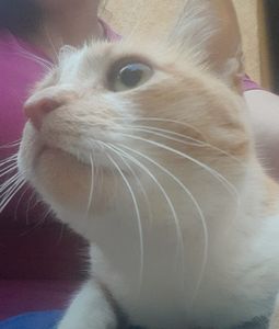 Vaquinha Online - Ajude o gato Messias