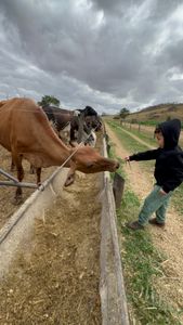 Salve o Henrique - Salve o Henrique
