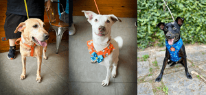 ONGs - Apadrinhe nosso Projeto!