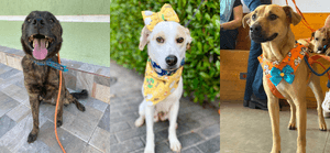 Apadrinhe nosso Projeto!