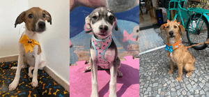 Apadrinhe nosso Projeto! imagem 7