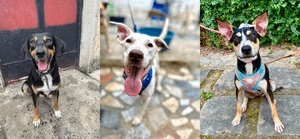 Apadrinhe nosso projeto com um valor mensal ! - Apadrinhe nosso Projeto!