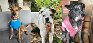 Assinatura e Recorrência - Apadrinhe nosso Projeto!