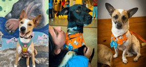 Rio de Janeiro/RJ - Apadrinhe nosso Projeto!