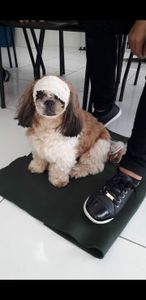 Vaquinha Online - Cãozinho acidentado precisa de cirurgia do maxilar 