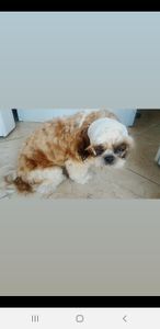 Vaquinha - Cãozinho acidentado precisa de cirurgia do maxilar 