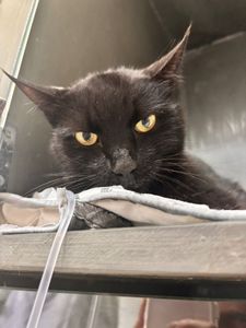 Tratamento do gato Django