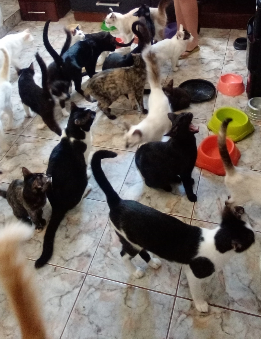Ajuda para alimentar 24 gatinhos 