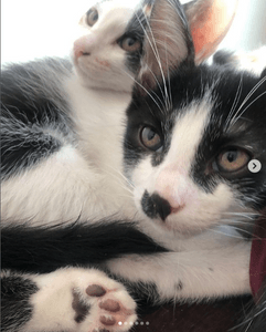 Animais - URGENTE! Nossos animais precisam da sua solidariedade