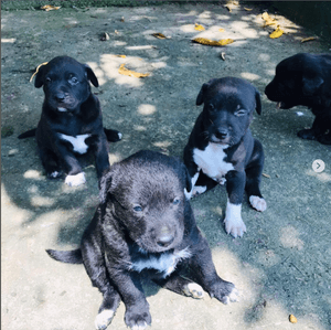 Campinas/SP - URGENTE! Nossos animais precisam da sua solidariedade