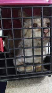 Vaquinha Online - HIRO PRECISA DA SUA AJUDA