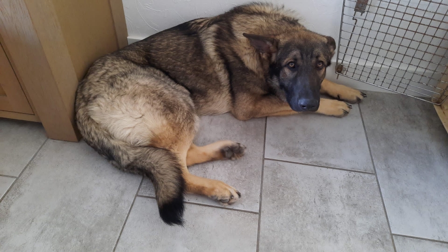 Animais - Operação de Resgate: Tara e TJ cães Ucranianos