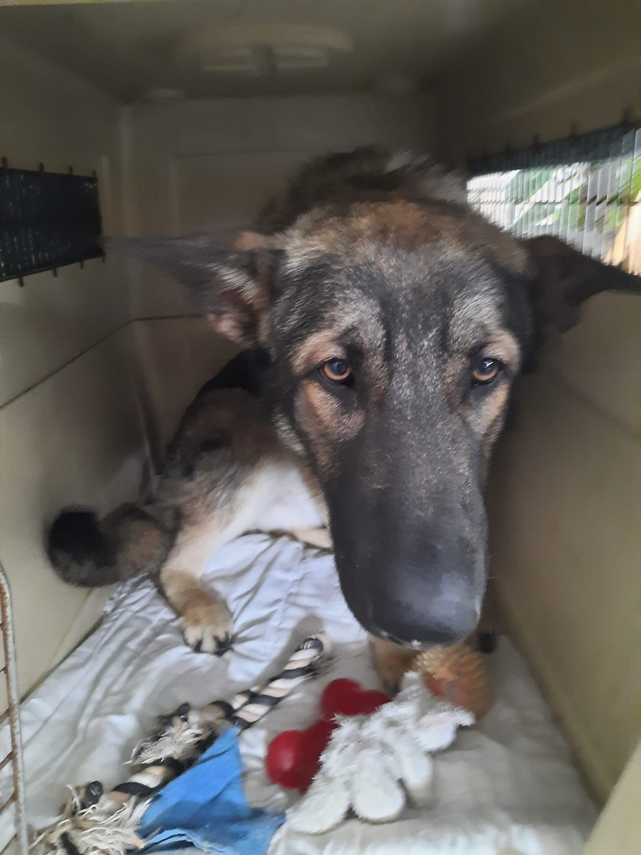 Operação de Resgate: Tara e TJ cães Ucranianos