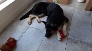 Jaraguá do Sul/SC - Operação de Resgate: Tara e TJ cães Ucranianos