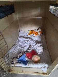 Vaquinha Online - Operação de Resgate: Tara e TJ cães Ucranianos