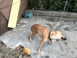 Ajudem o Rogerio e Juliana, moradores de rua (Fort-CE) imagem 6