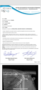 Londrina/PR - Ajude na cirurgia do meu gatinho!!!